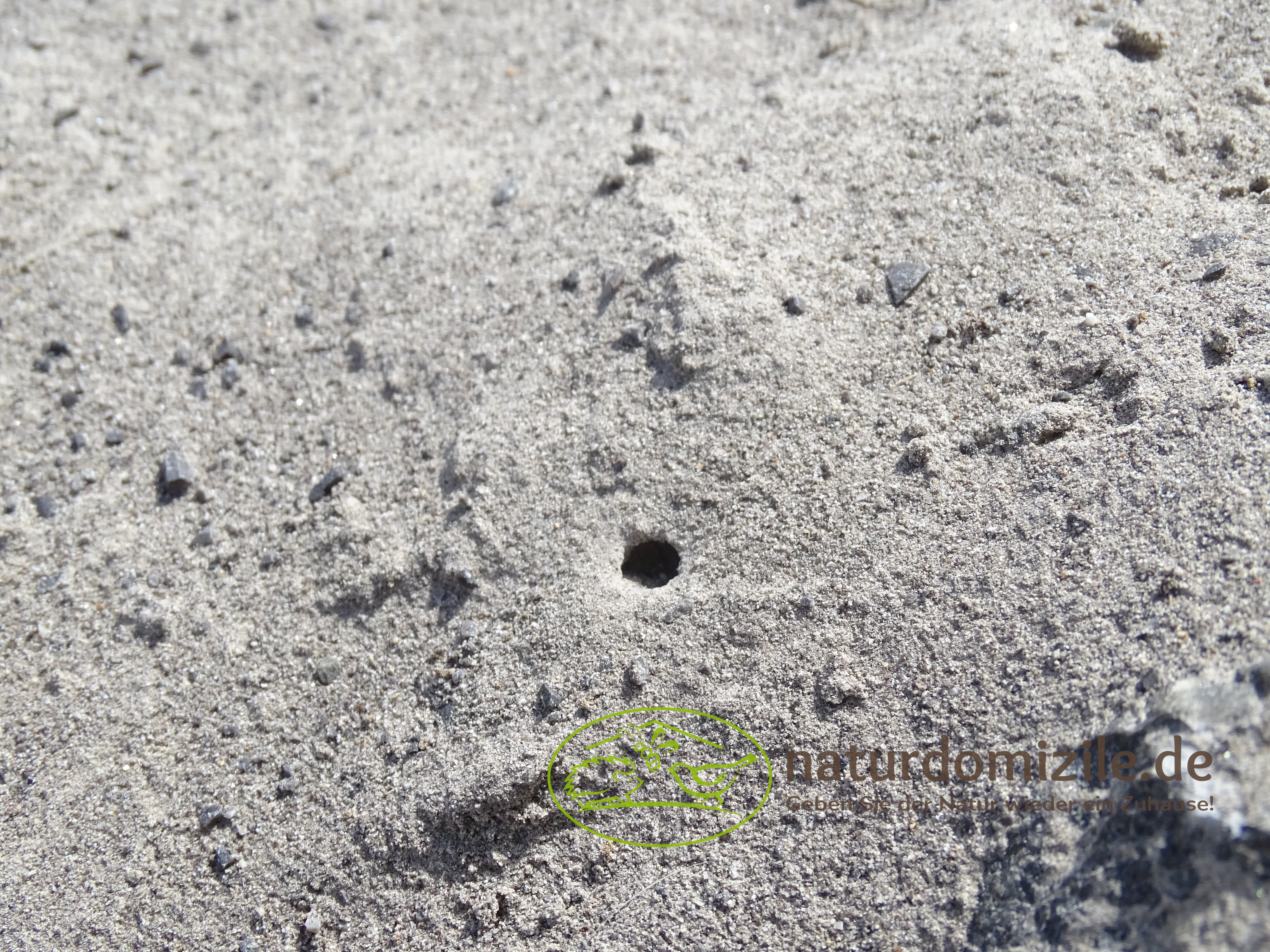 Wildbienensand mit Schichtmauer Basalt für Sandarium 1,0 m²
