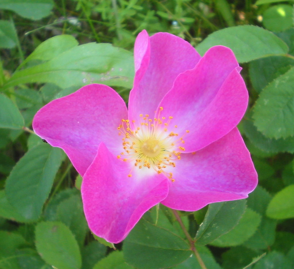 Ich mag Essig-Rose