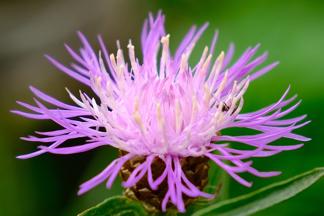 Ich mag Mariendistel