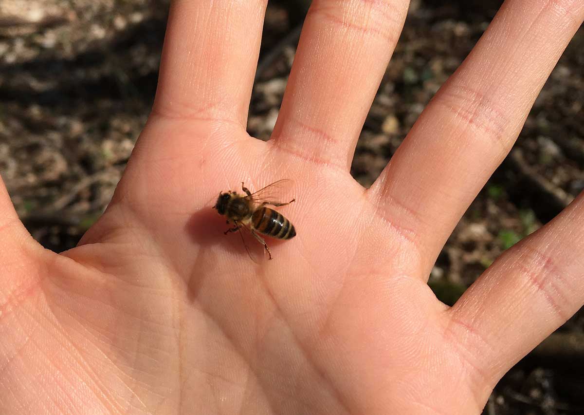 Können Wildbienen stechen?