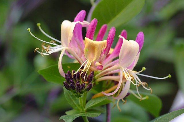 Ich mag Gartengeißblatt