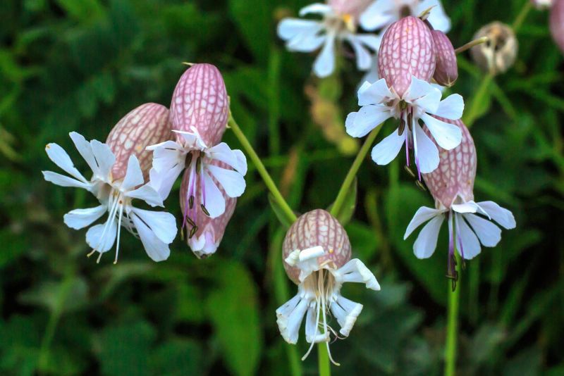 Infos über TaubenkropfLeimkraut